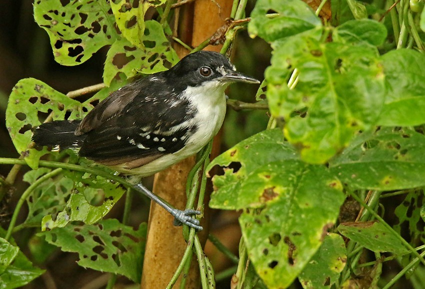 Black-and-white Antbird - Roger Ahlman