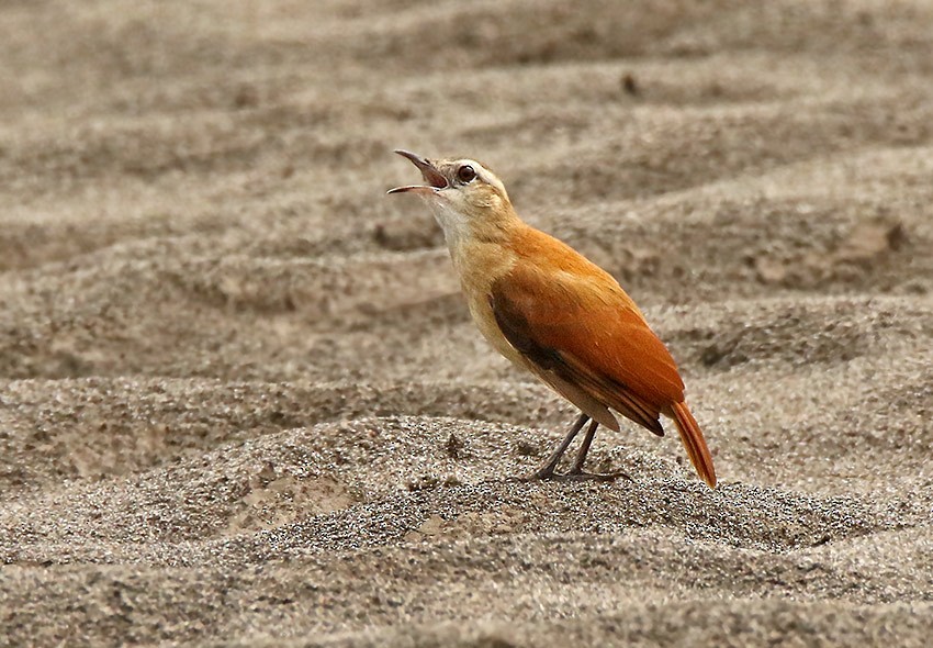 Lesser Hornero - Roger Ahlman