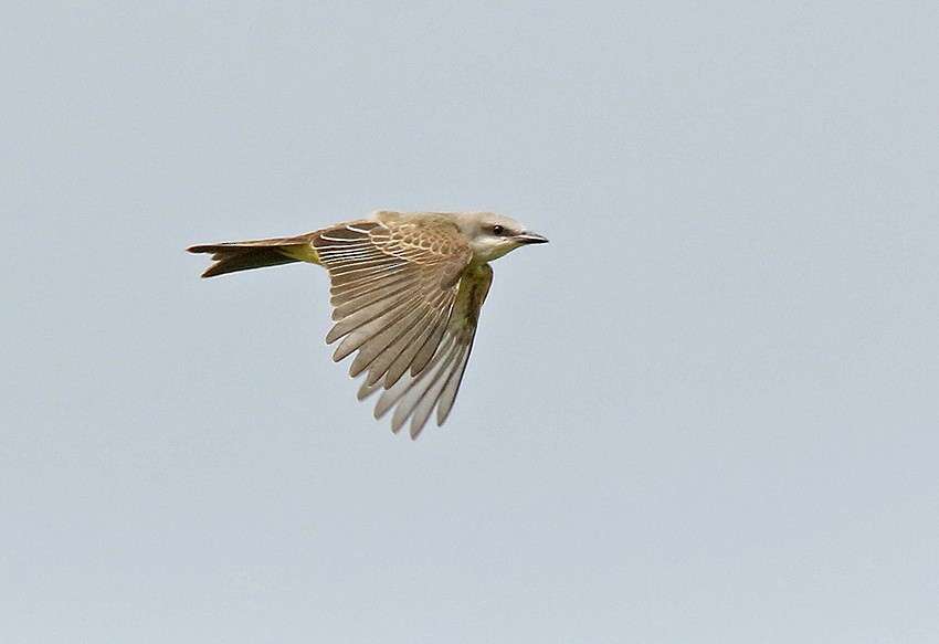 Tropical Kingbird - ML100241771