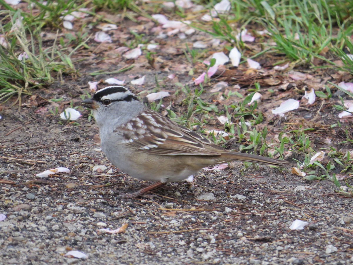White-crowned Sparrow - ML100242241