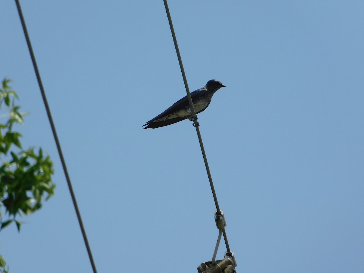 Purple Martin - ML100243781