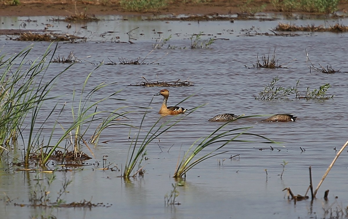 Fulvous Whistling-Duck - Ben Sandstrom