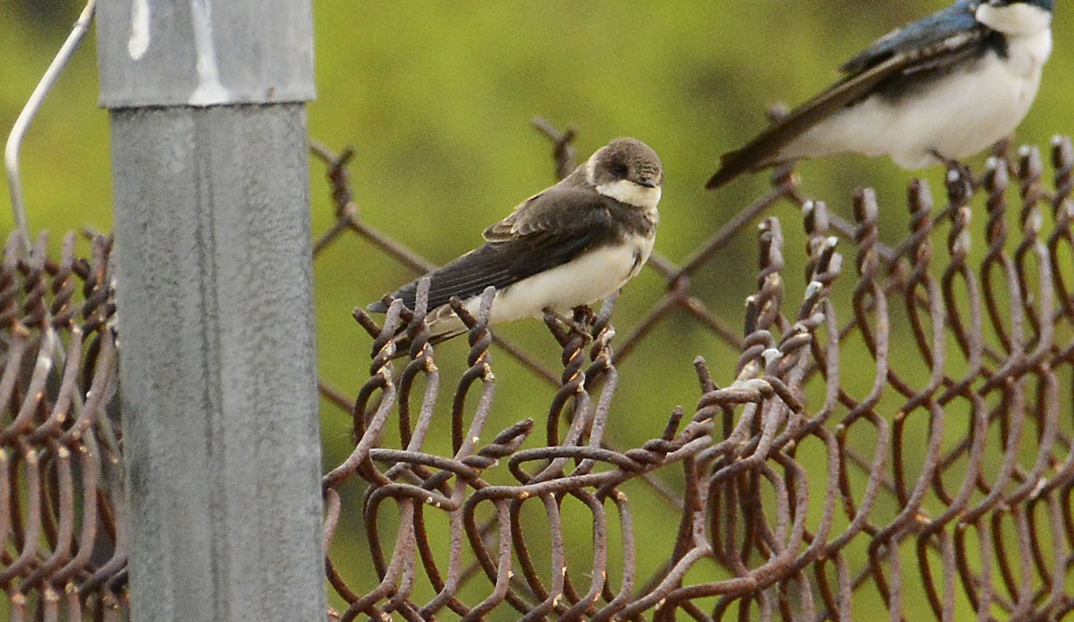 Bank Swallow - Jeffrey  Pozner