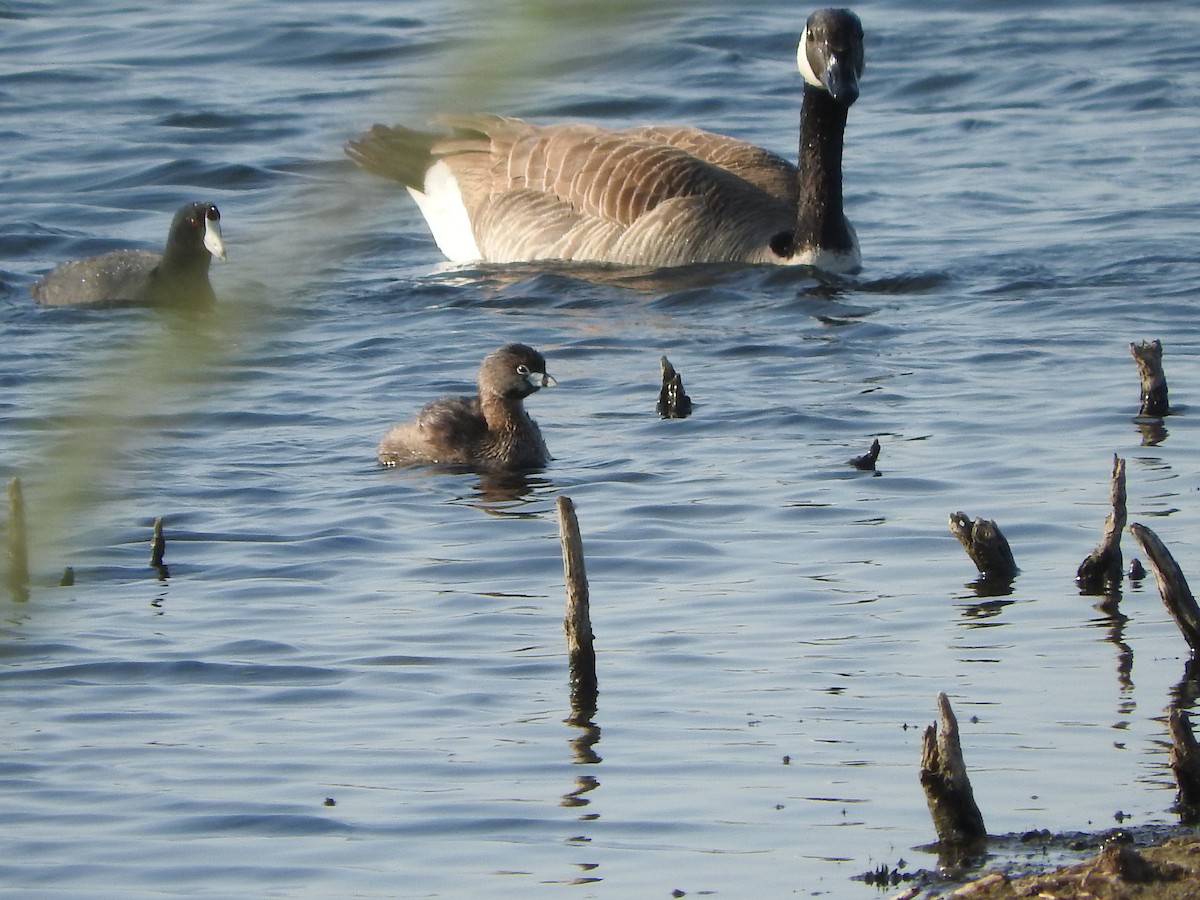 Pied-billed Grebe - ML100246541