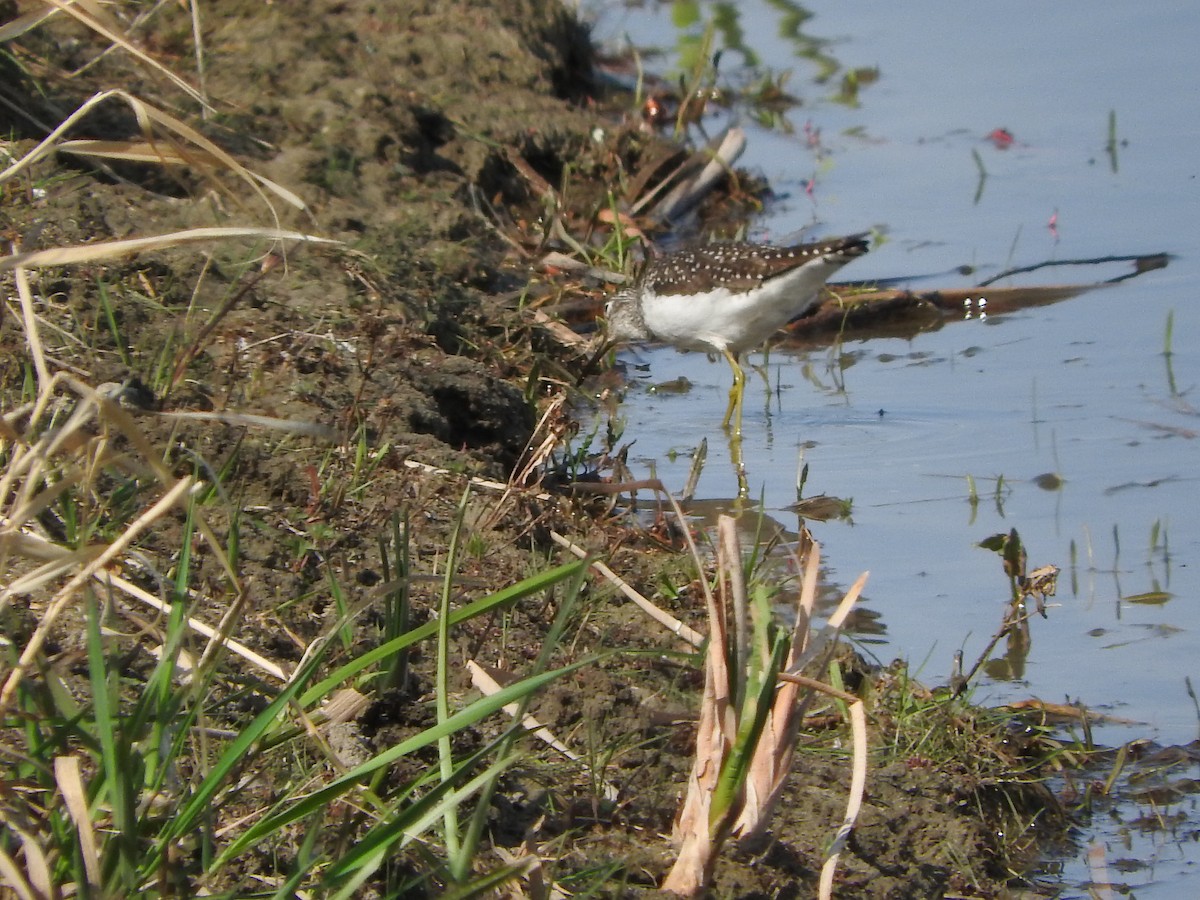 Solitary Sandpiper - John F. Peetsma