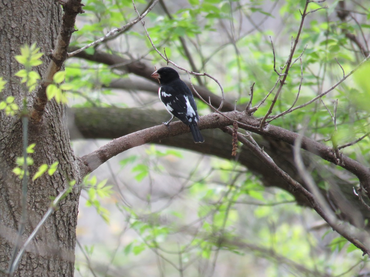 Rose-breasted Grosbeak - ML100252031