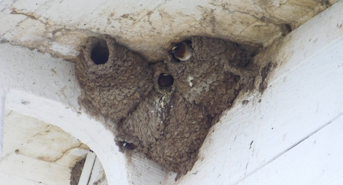 Cliff Swallow - ML100253271