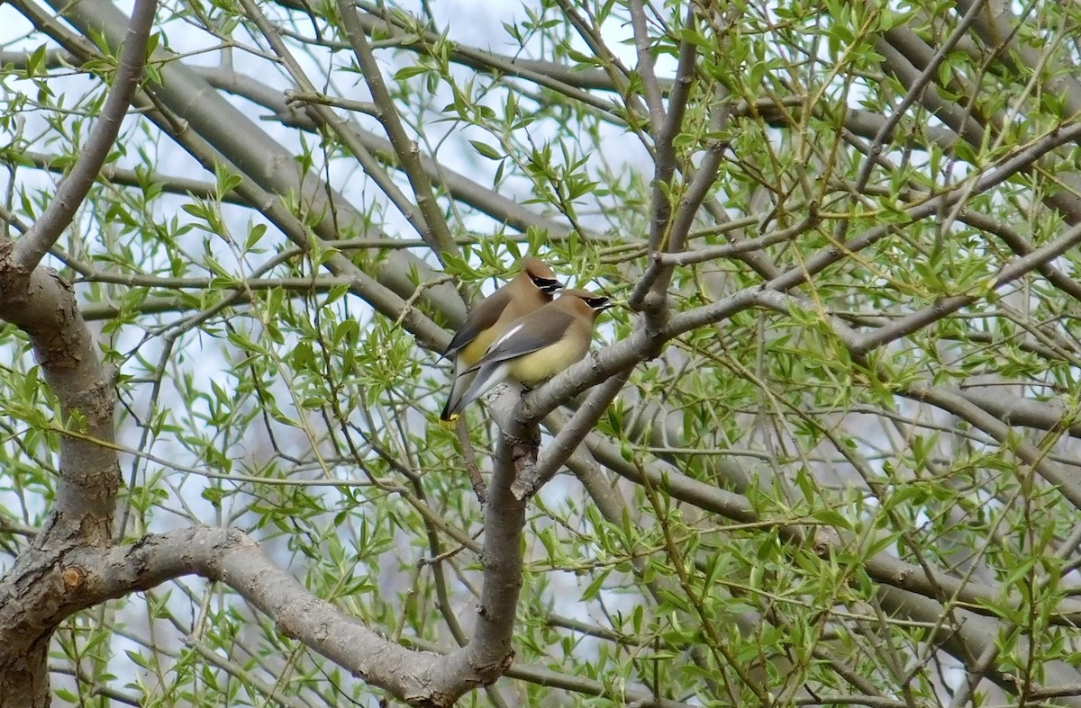 Cedar Waxwing - ML100253551