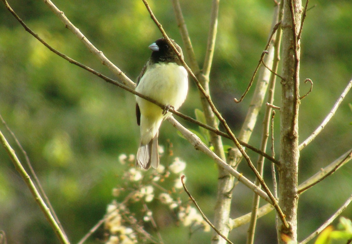 Yellow-bellied Seedeater - ML100254531