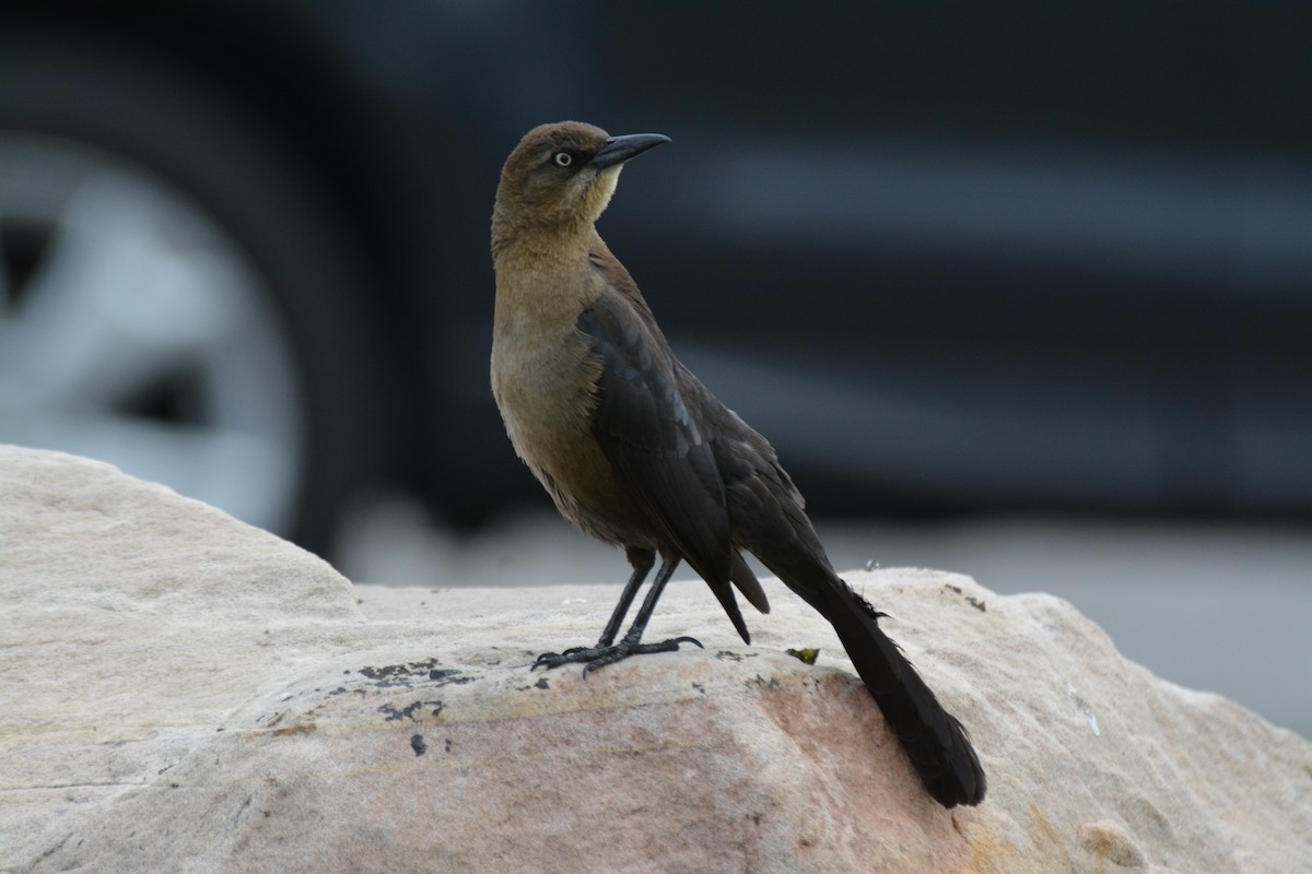 Great-tailed Grackle - Nate Brown