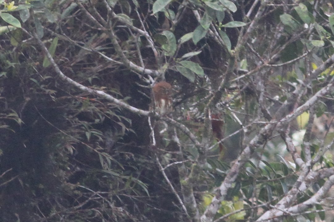 Andean Pygmy-Owl - ML100259681