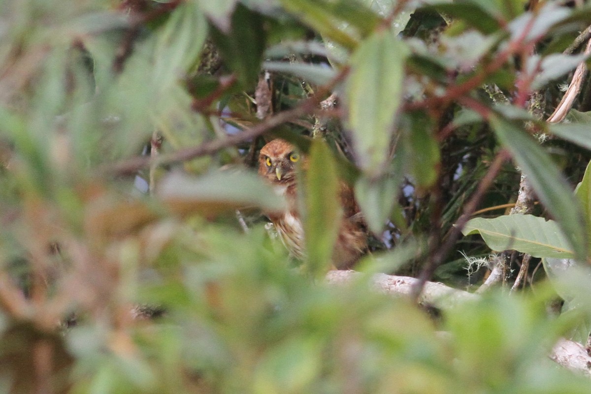 Andean Pygmy-Owl - ML100259731