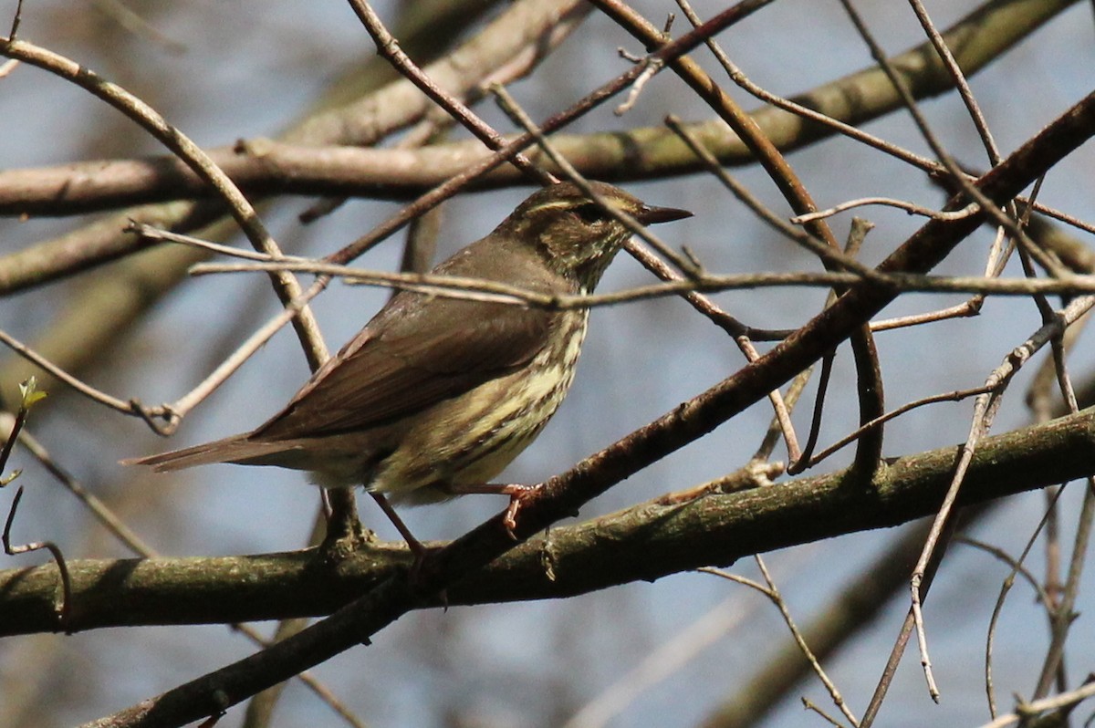 Northern Waterthrush - ML100260461