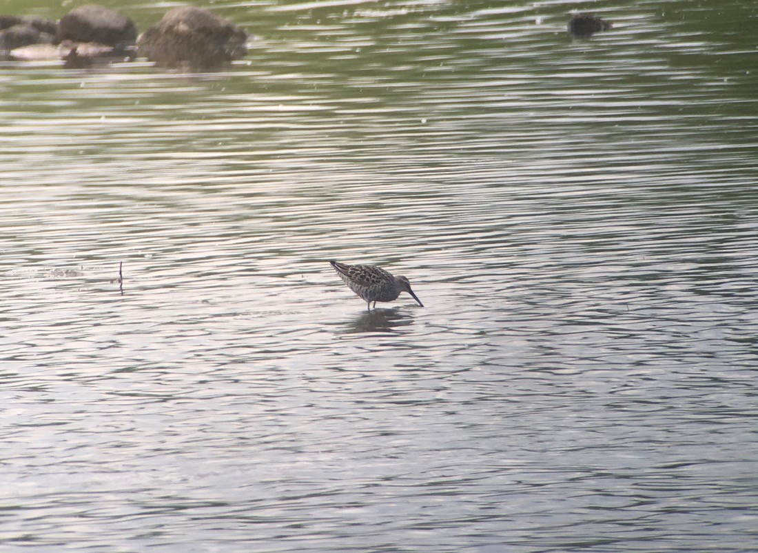 Stilt Sandpiper - ML100261941