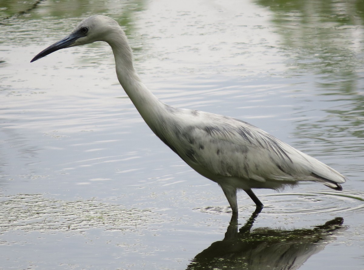 Little Blue Heron - Mark A. Brogie