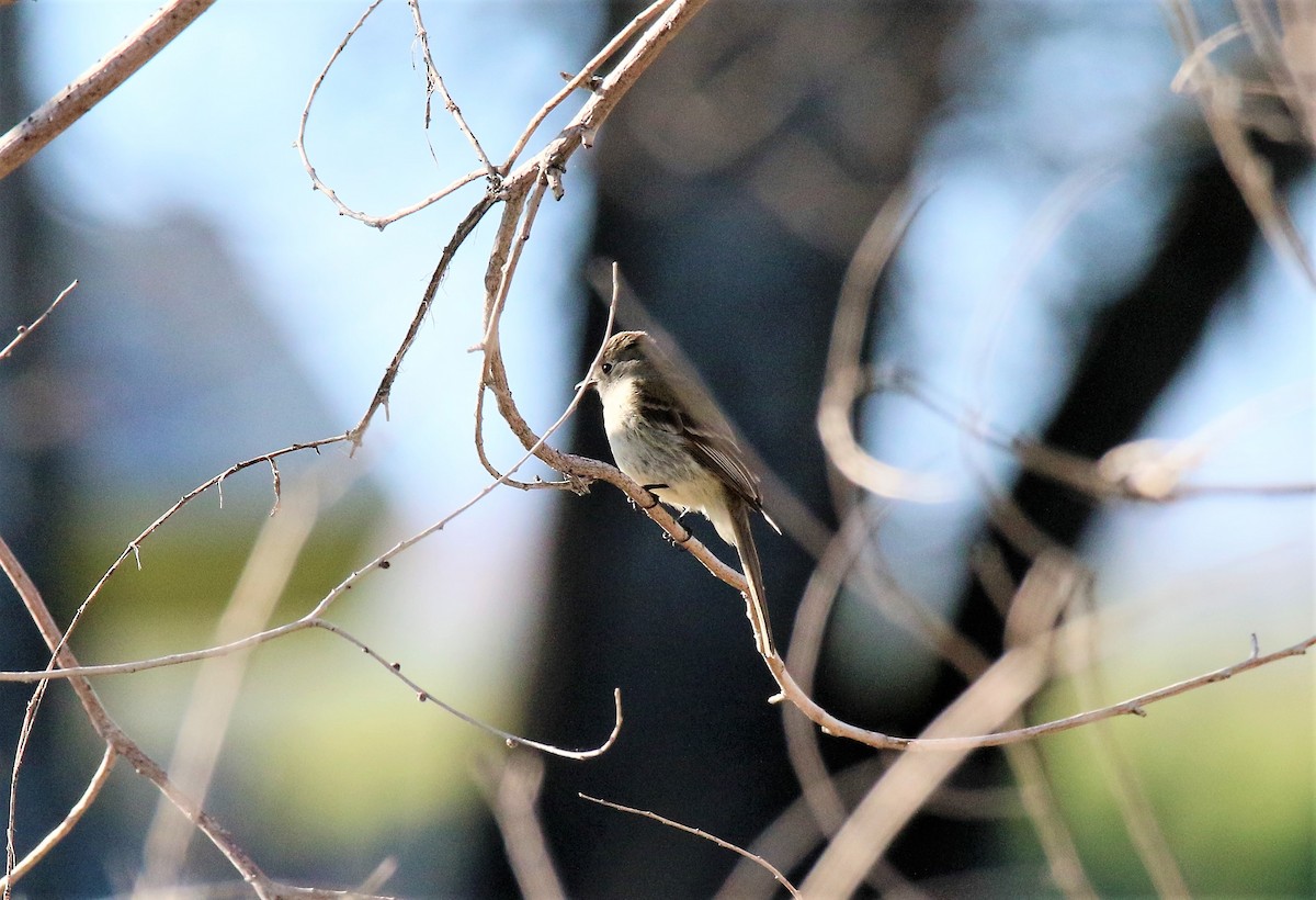 Dusky Flycatcher - ML100262451