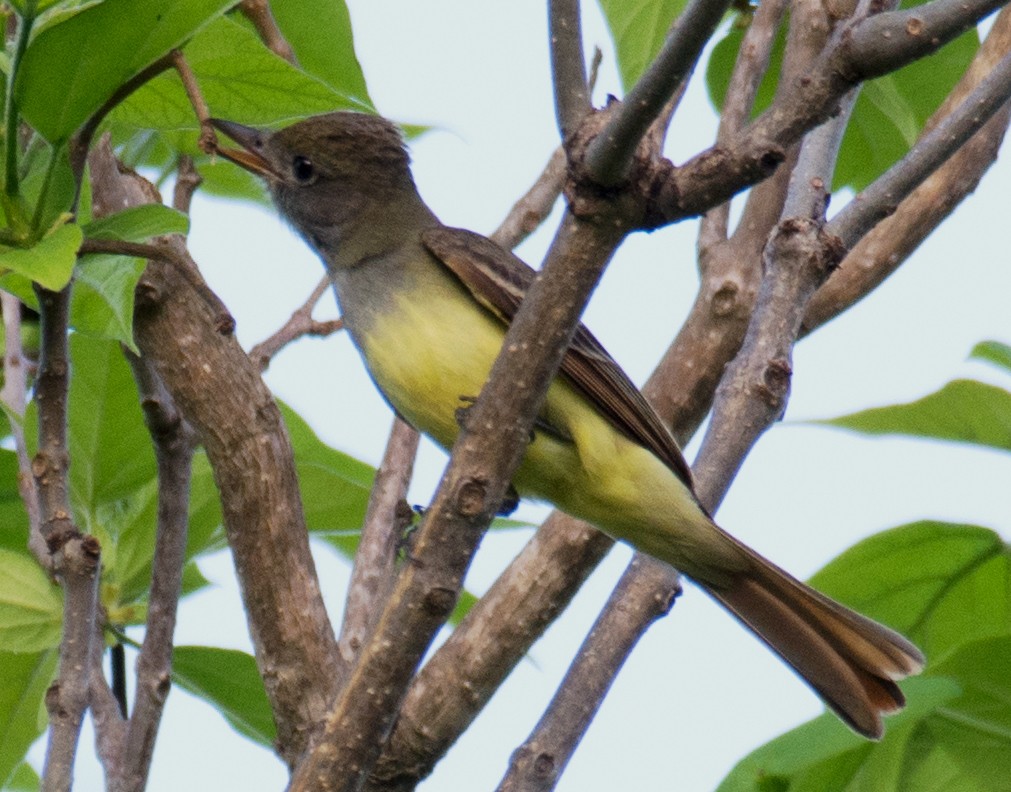 Great Crested Flycatcher - ML100263051