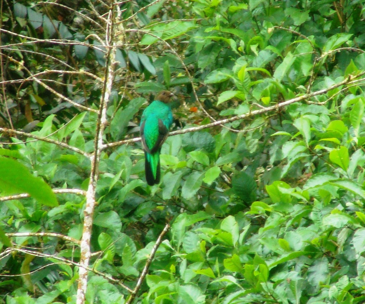 Quetzal Cabecidorado - ML100263191
