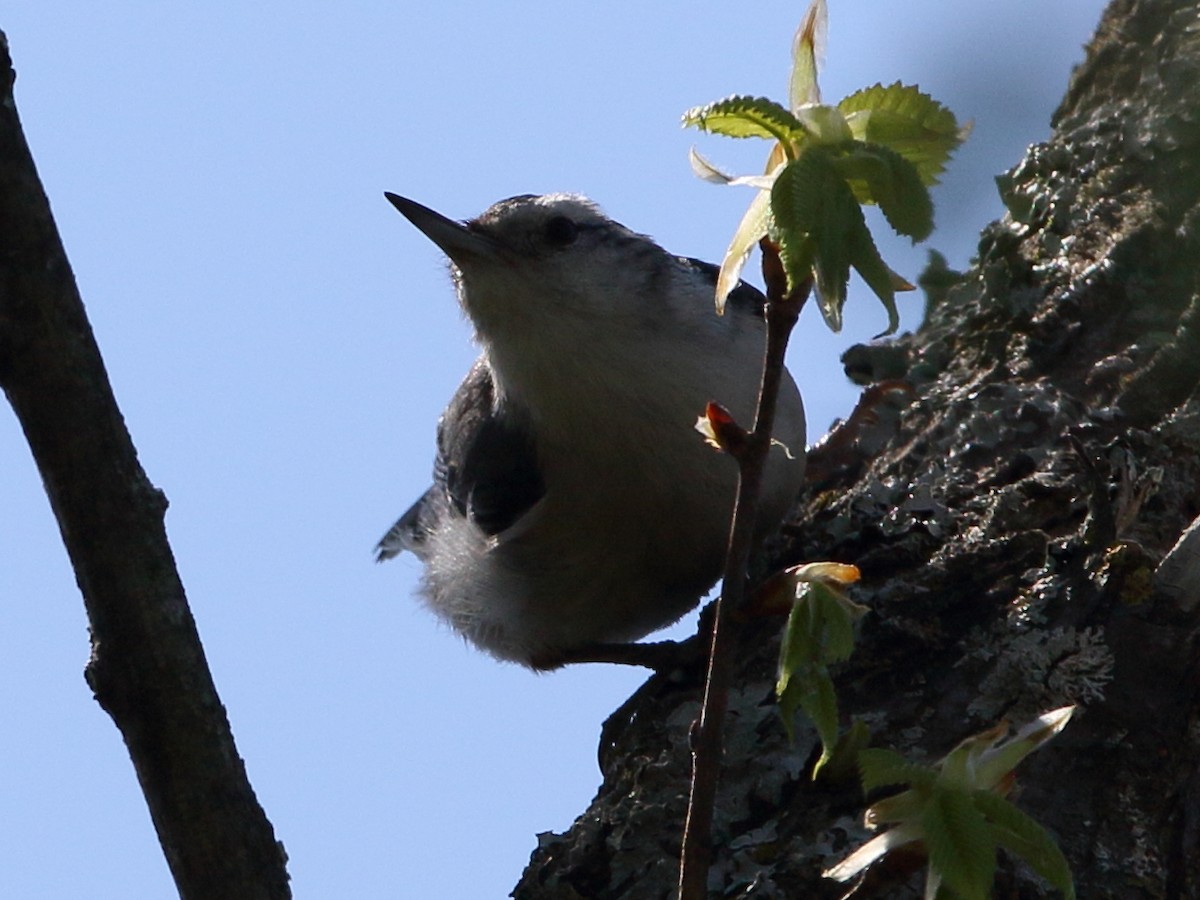 White-breasted Nuthatch - ML100263661