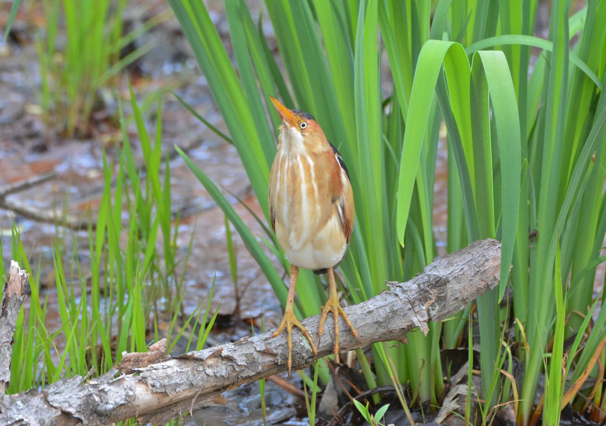 Least Bittern - ML100263911