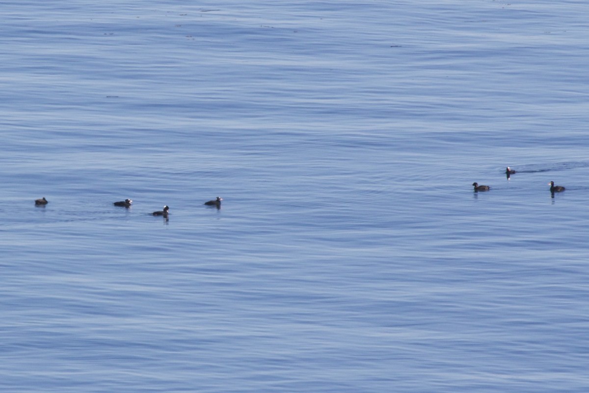 Surf Scoter - robert bowker