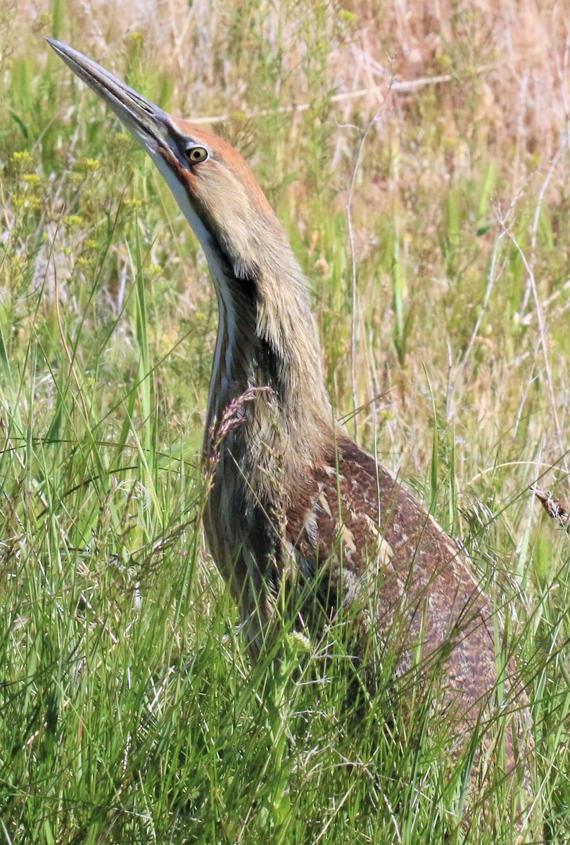 American Bittern - ML100267411