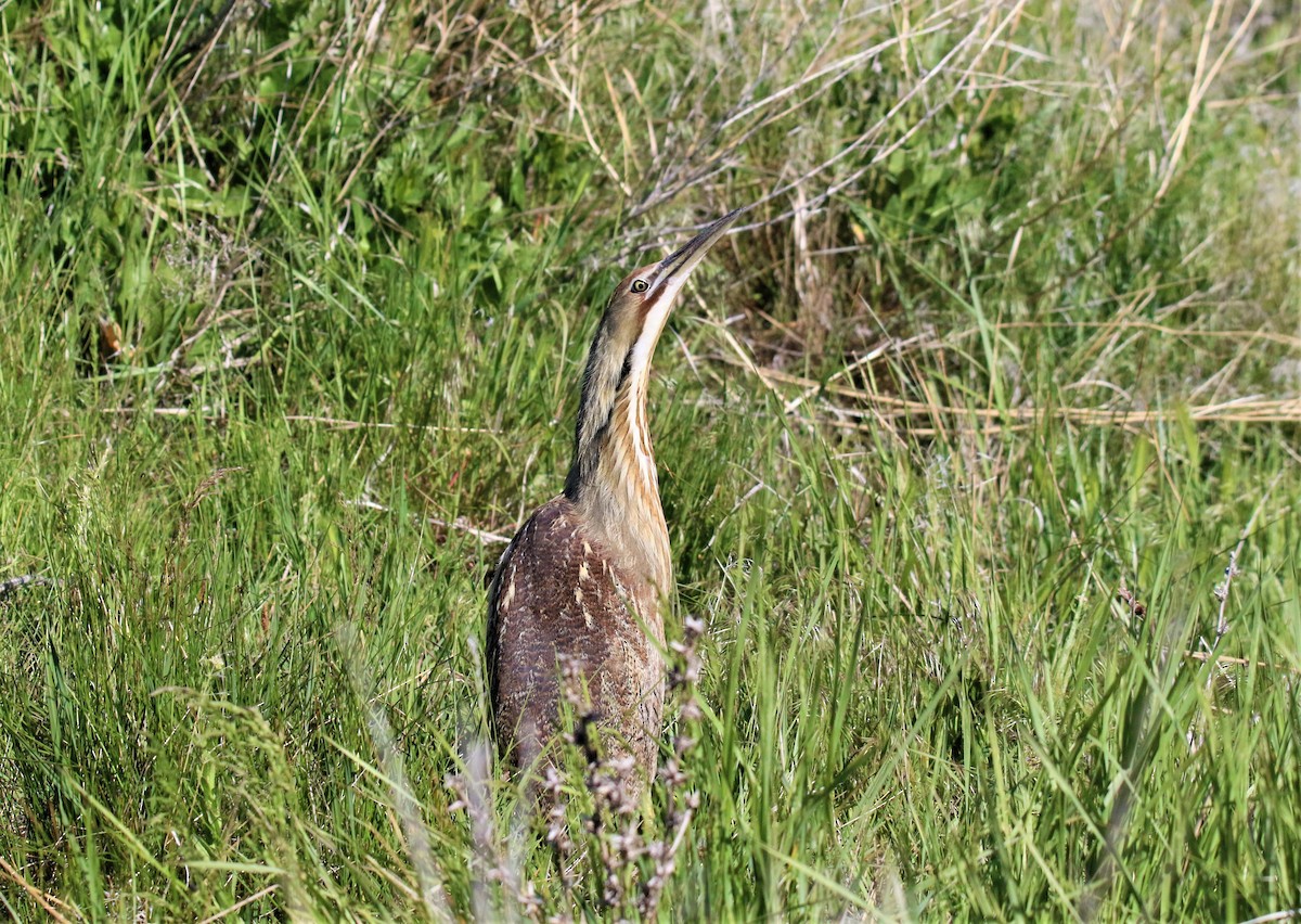 American Bittern - ML100267421