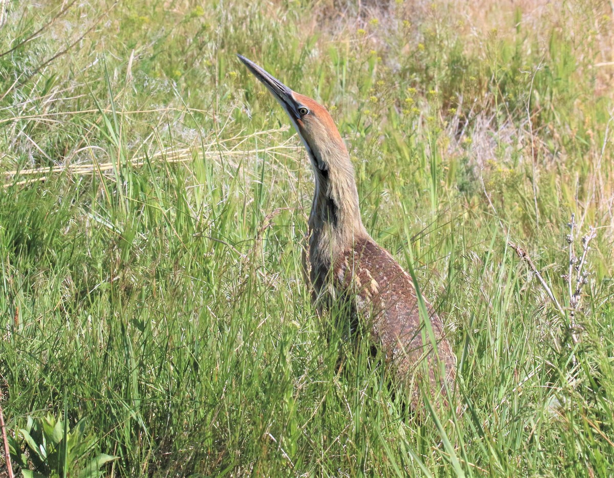 American Bittern - ML100267431