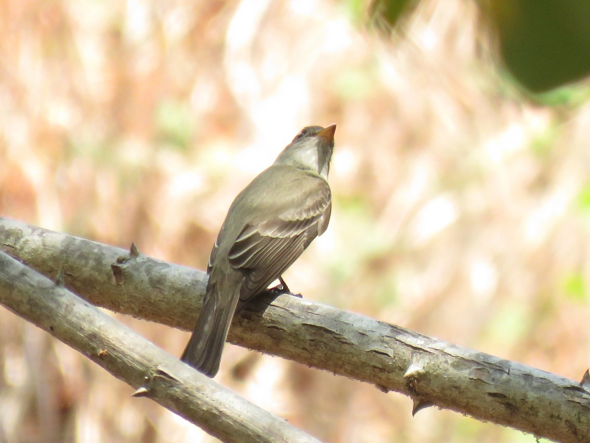 Eastern Wood-Pewee - ML100267821