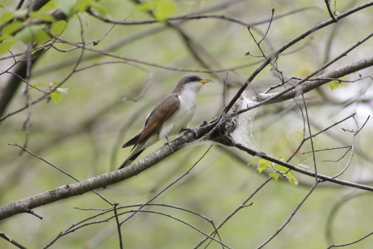 Yellow-billed Cuckoo - ML100268881