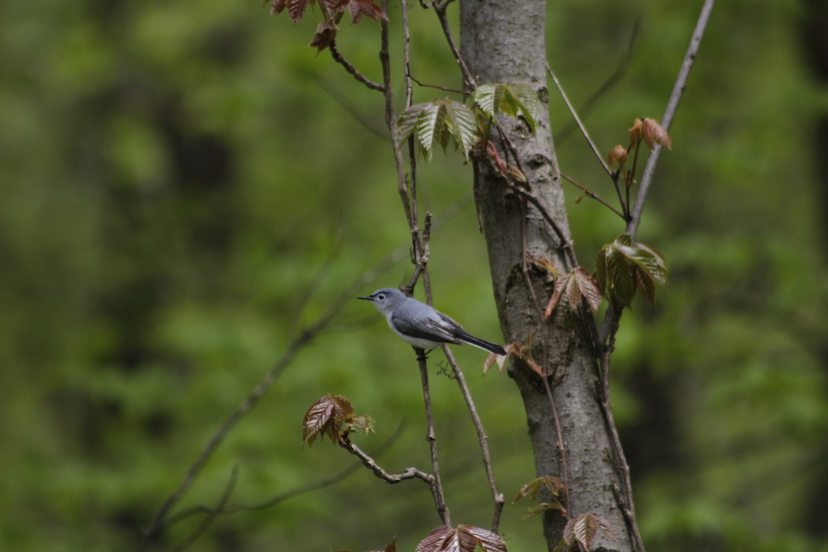 Blue-gray Gnatcatcher - ML100269021
