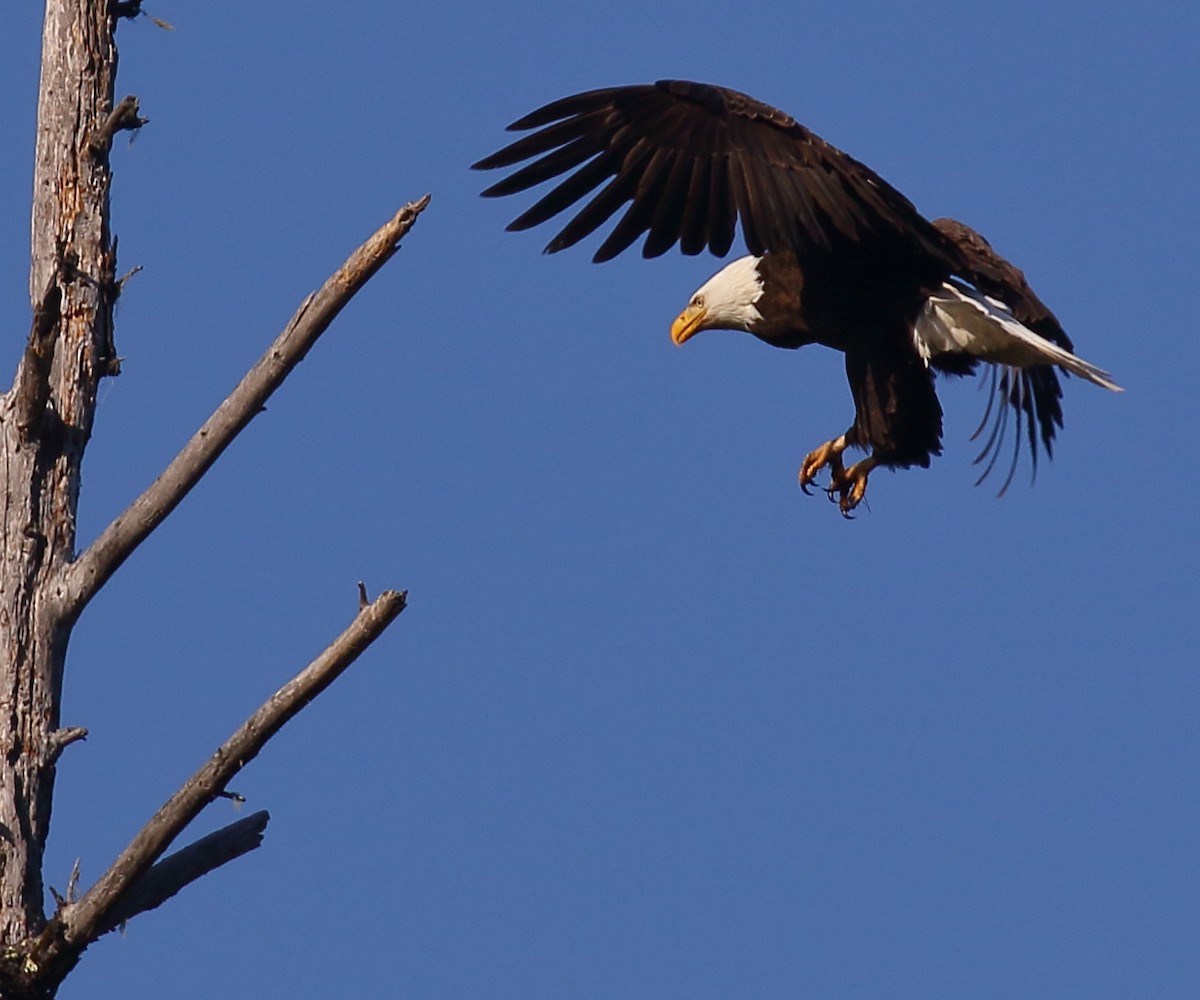 Bald Eagle - Kent Leland