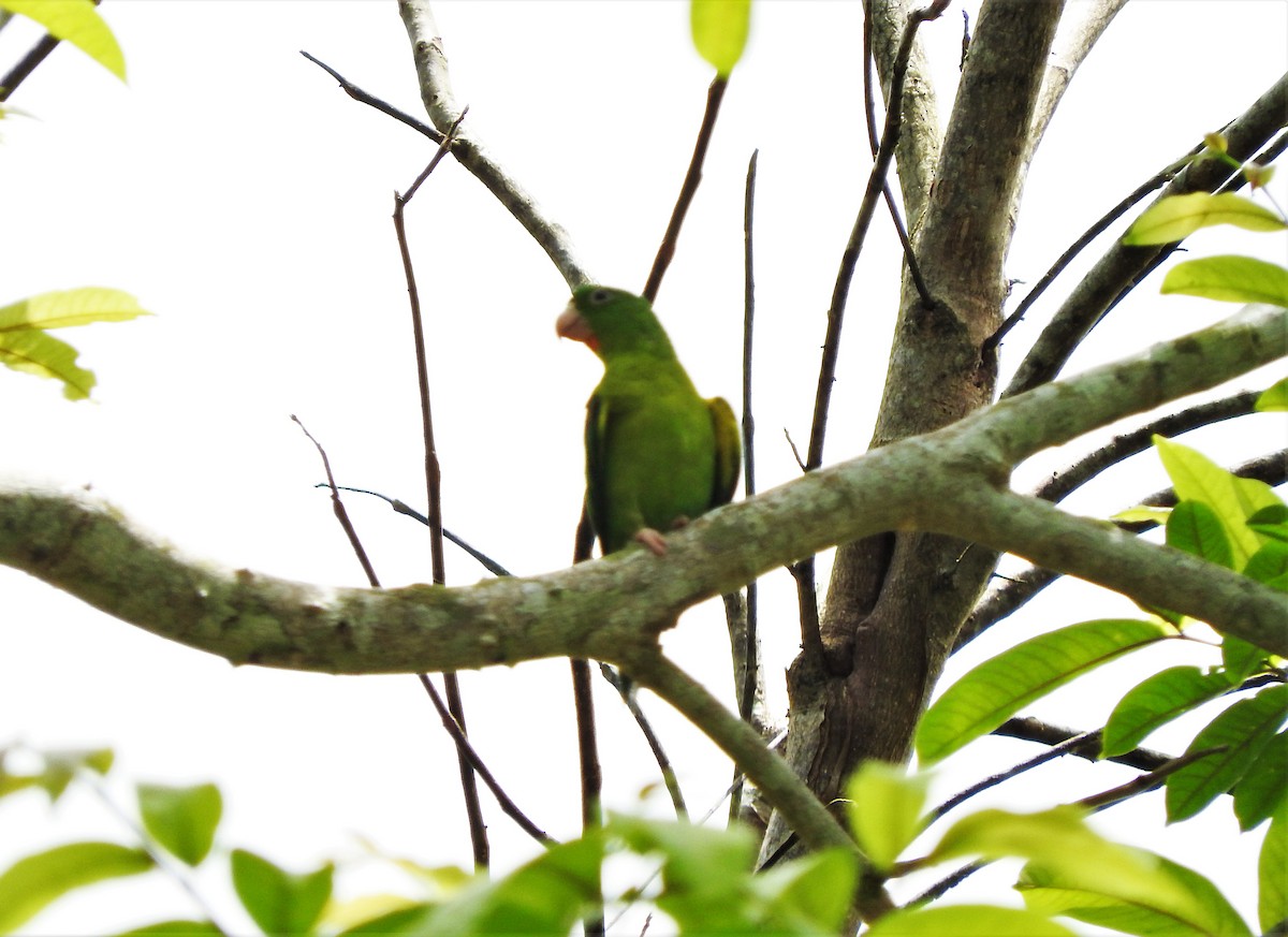 Orange-chinned Parakeet - ML100269311