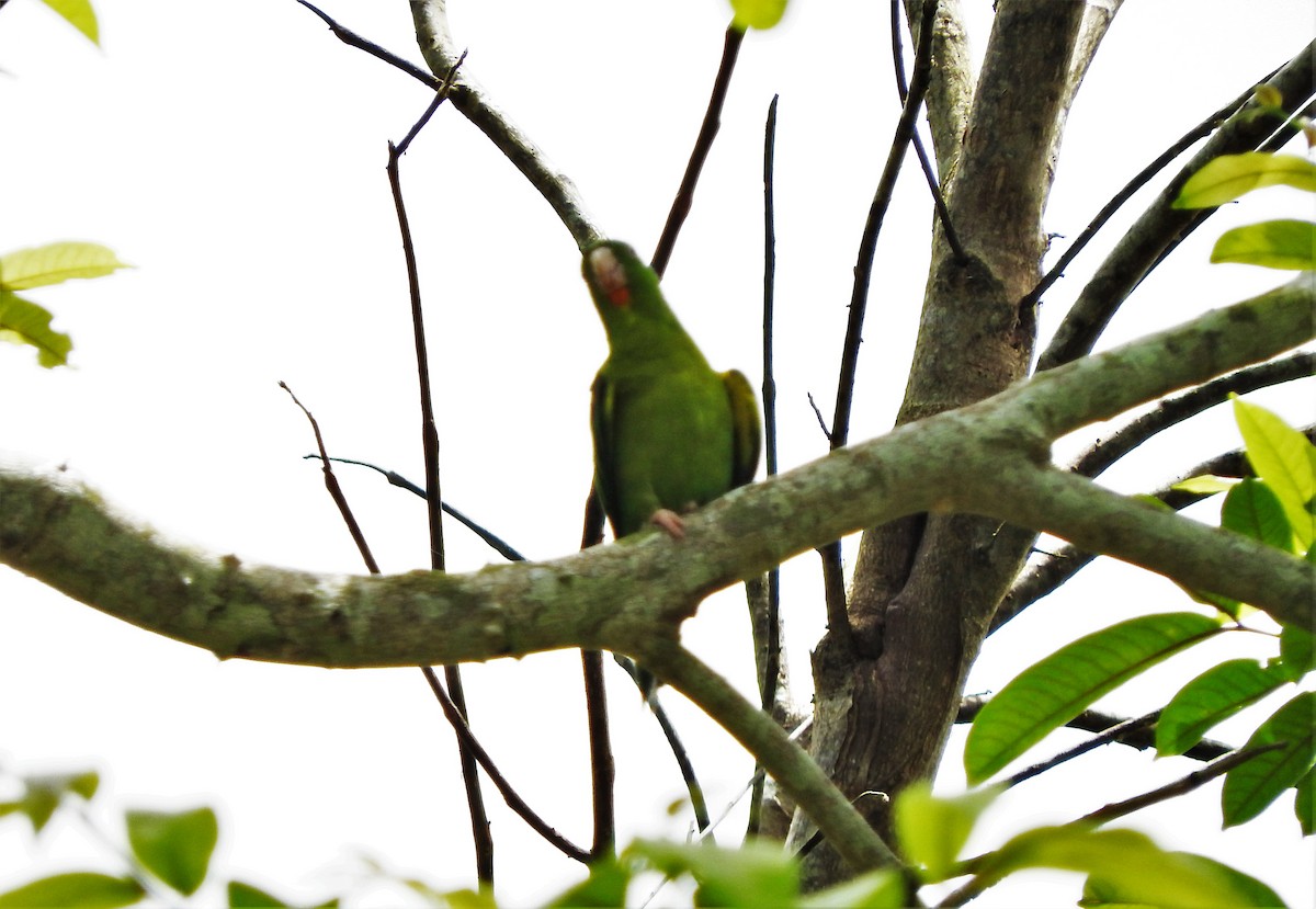 Orange-chinned Parakeet - Gabriel Camilo Jaramillo Giraldo