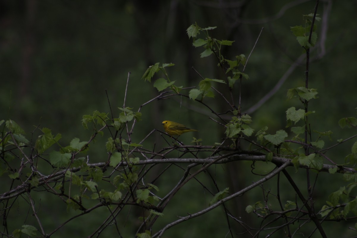 Yellow Warbler - ML100269501