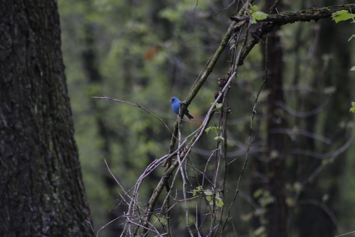 Indigo Bunting - ML100269871