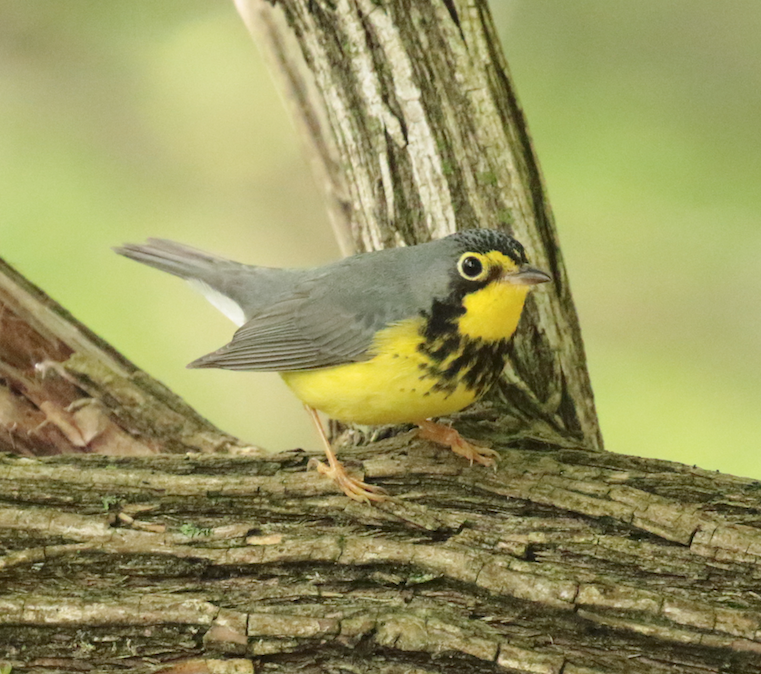 Canada Warbler - Paul Jacyk