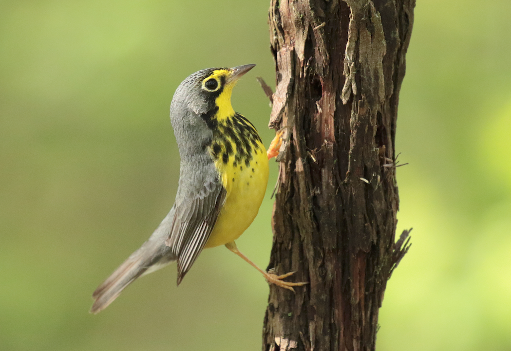 Canada Warbler - ML100270521