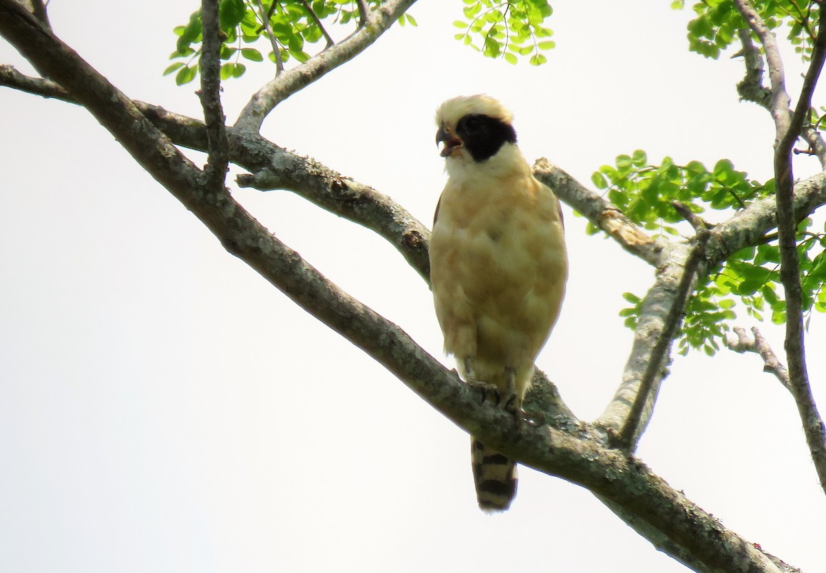 Laughing Falcon - ML100270741