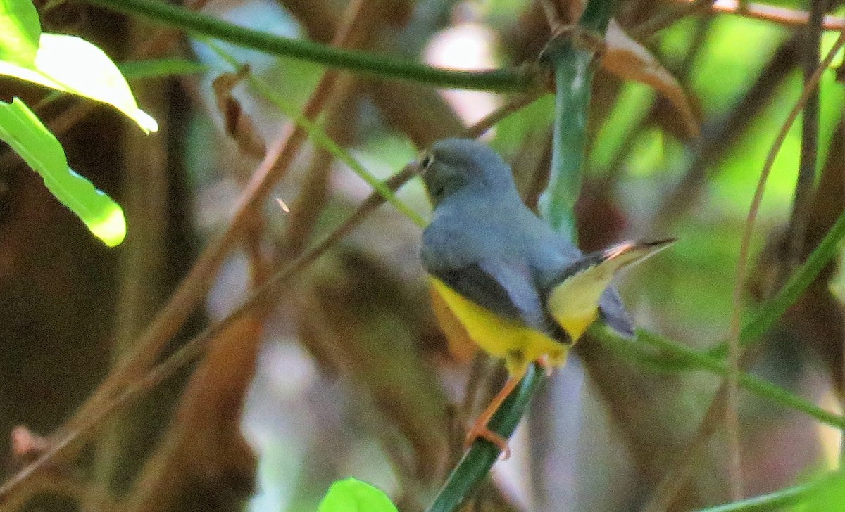 Canada Warbler - ML100270761