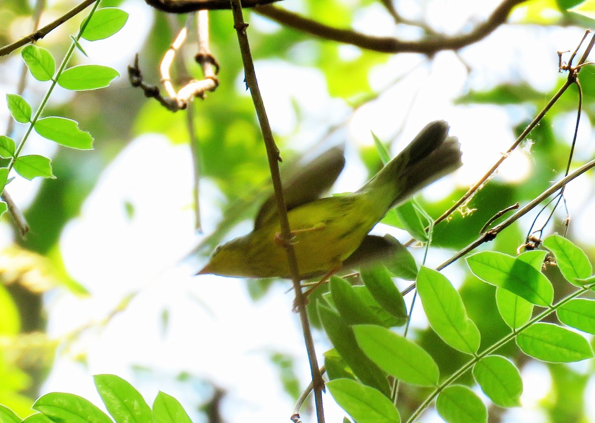 Canada Warbler - ML100270891