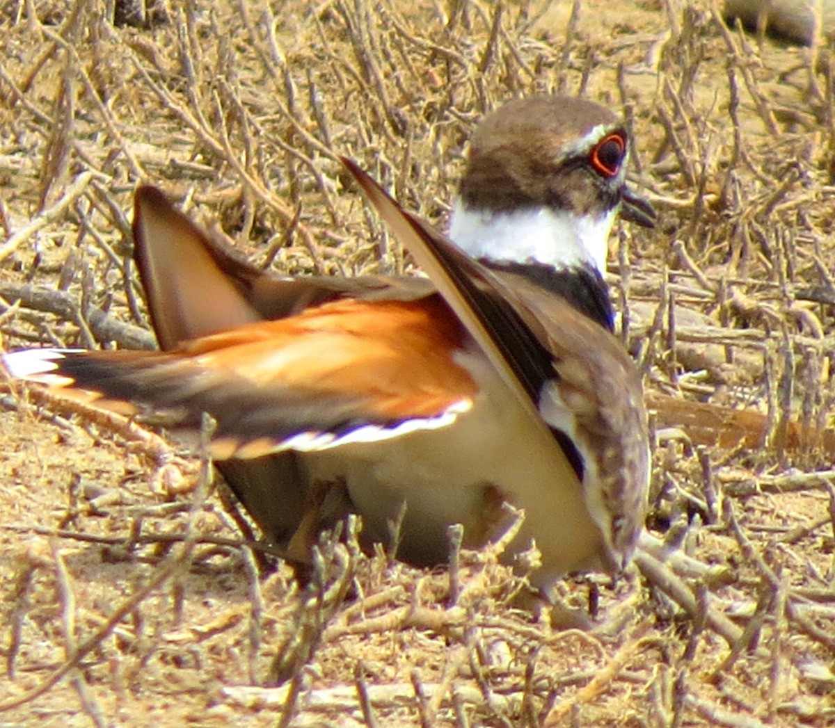 חופמי כפול-צווארון - ML100272041