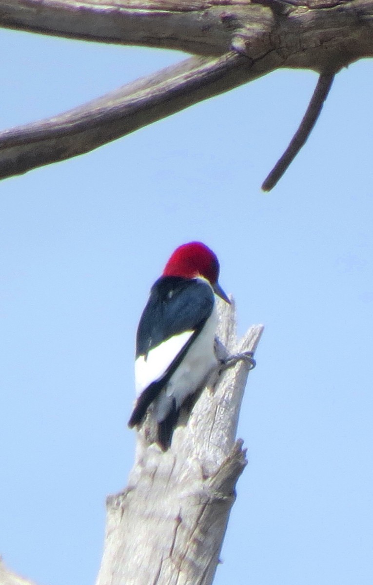 Red-headed Woodpecker - ML100272851