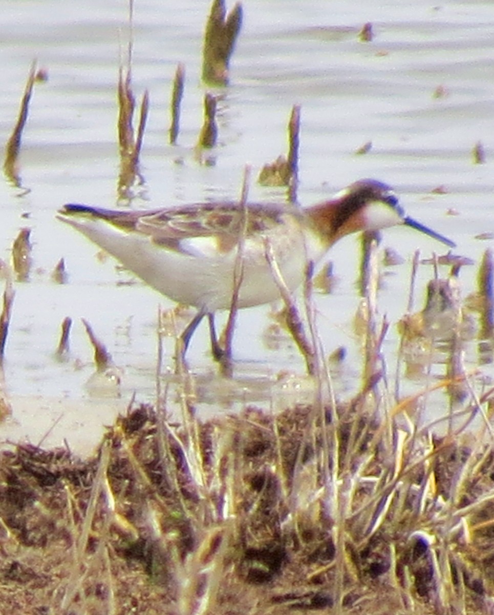 Wilson's Phalarope - ML100273311