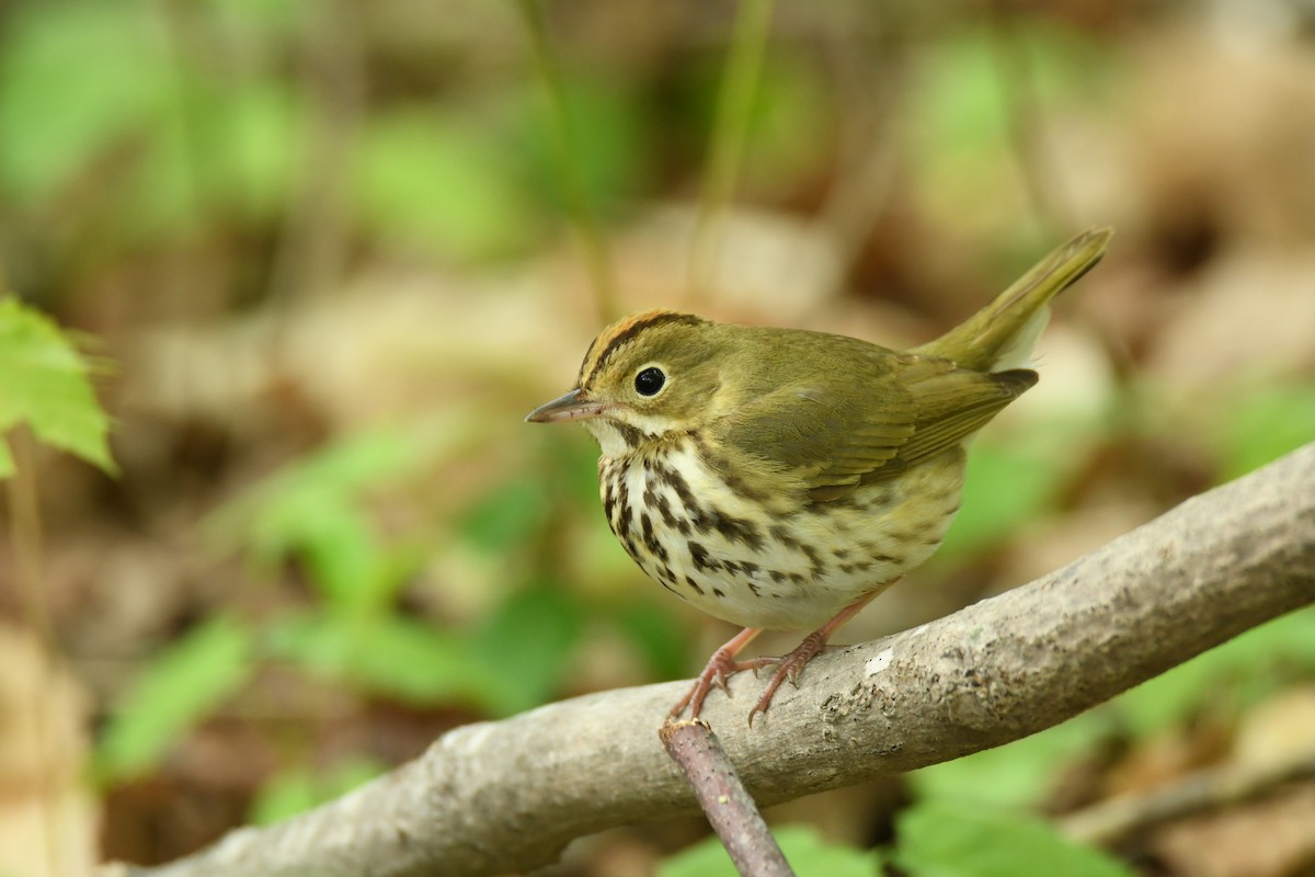 Ovenbird - Ted Bradford