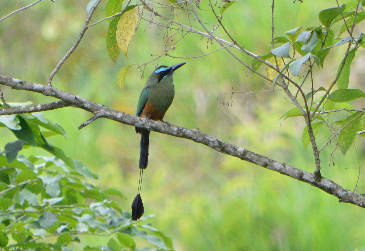 Turquoise-browed Motmot - ML100274601