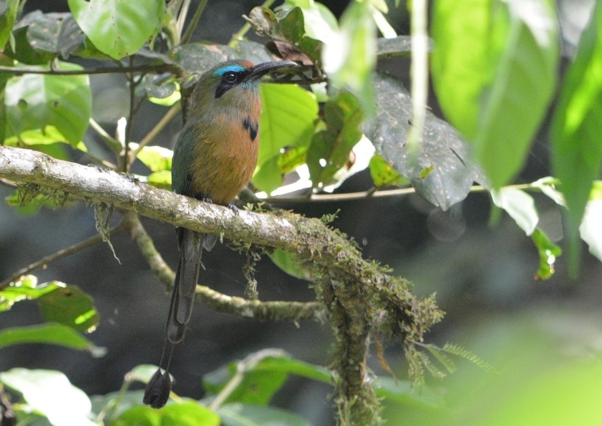 Keel-billed Motmot - ML100275331