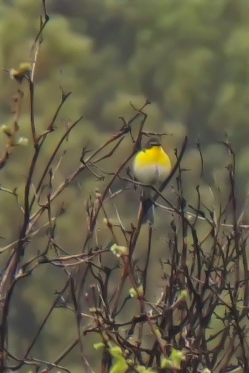 Yellow-breasted Chat - ML100275491
