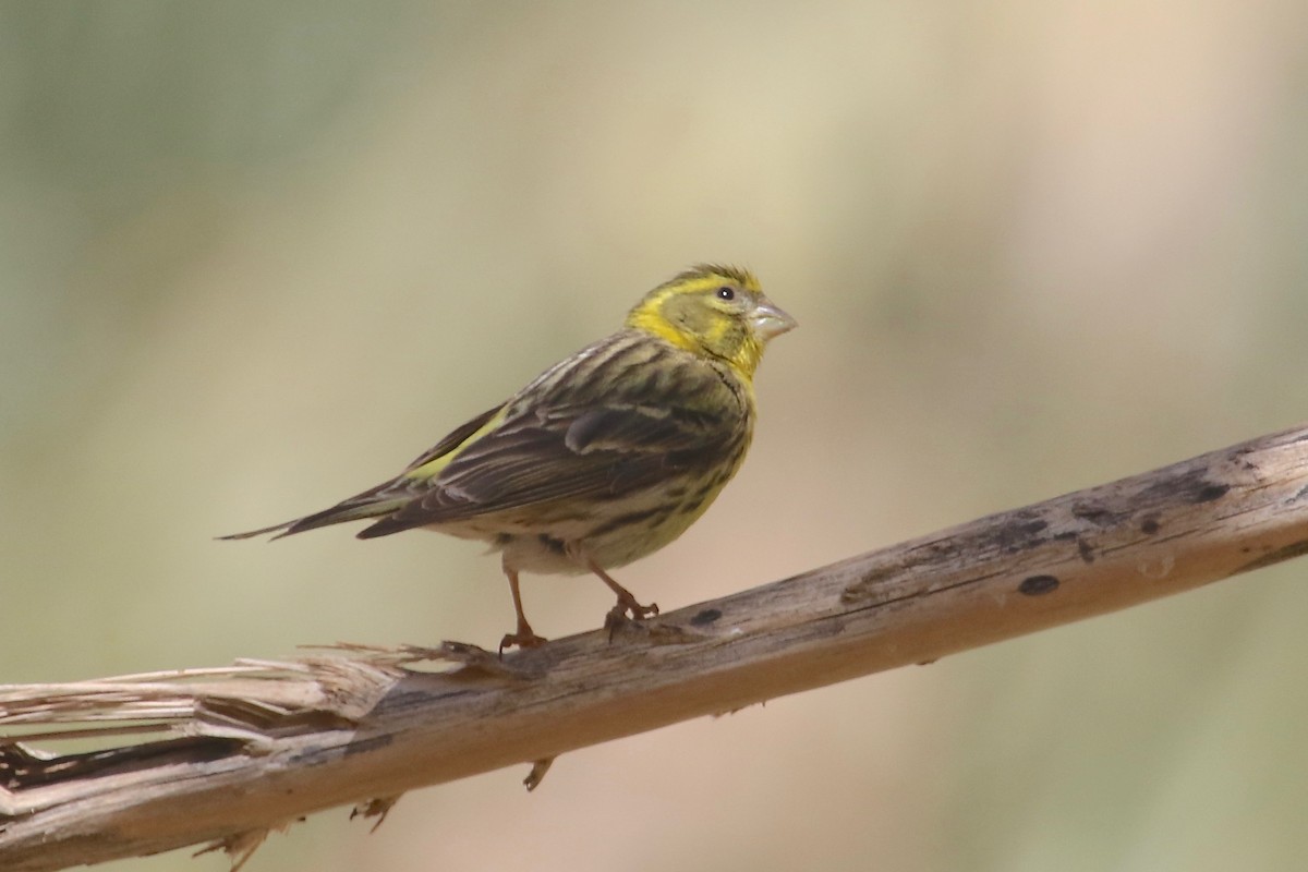 European Serin - ML100275821