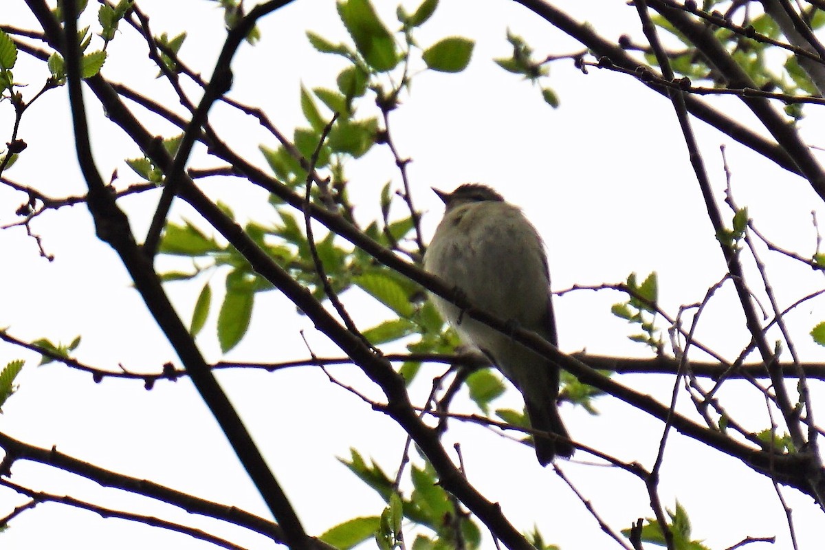 Warbling Vireo - ML100275881